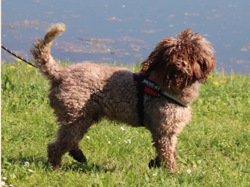 Adotta un cane, taglia media, maschio, Milano