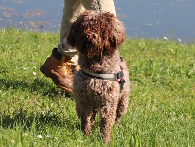 Vuoi adottare un cane a Milano?