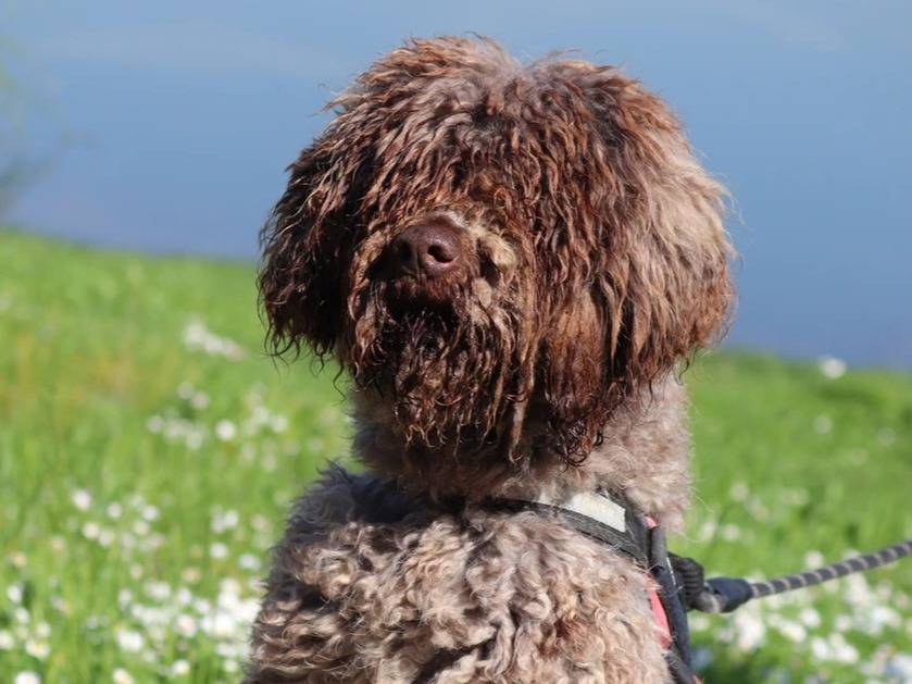 Adotta il cane Lago  a Milano