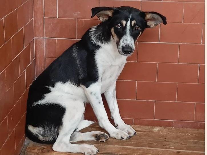 Adozione cane, femmina, Razza sconosciuta Razza sconosciuta, 1 anno e 9 mesi , taglia media contenuta, Milano
