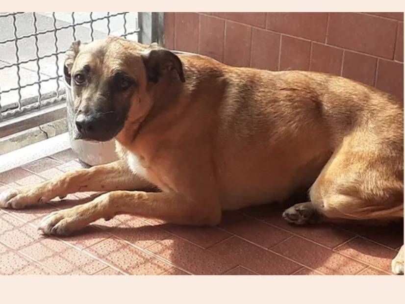 Adozione cane, maschio, meticcio, 9 anni e 5 mesi, taglia media, Milano