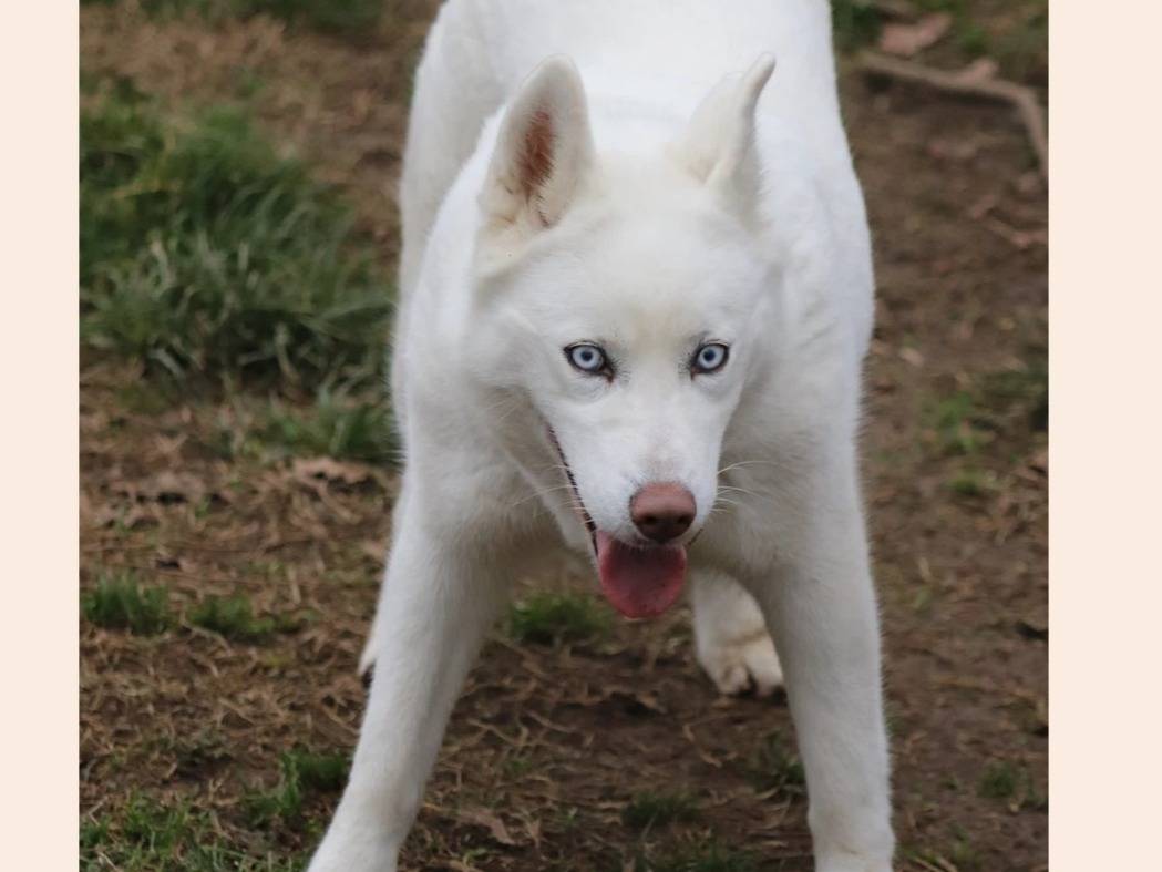 Adotta un cane, femmina, 9 anni  e 10 mesi , Milano
