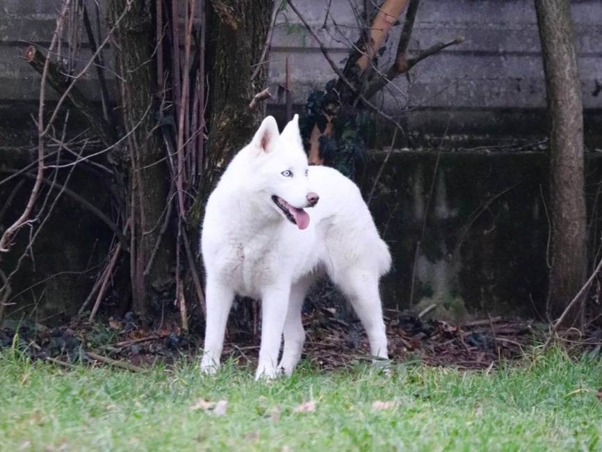 Vuoi adottare un cane a Milano?