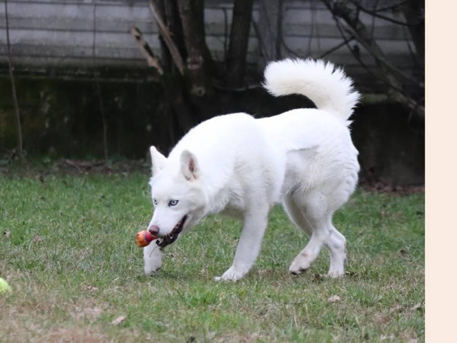 Adotta il cane Lien  a Milano