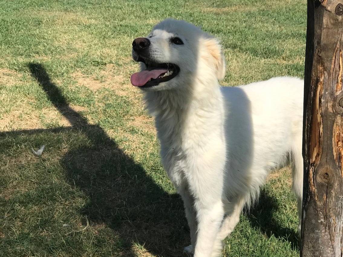 Adotta un cane, taglia grande, maschio, Latina