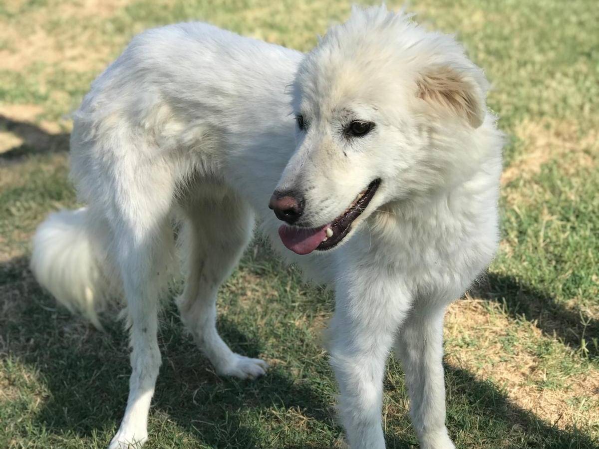 Adotta il cane Otone a Latina