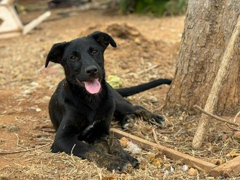 Foto dell'animale