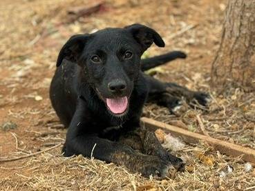 Adotta un cane, femmina, 1 anno e 3 mesi , Trapani