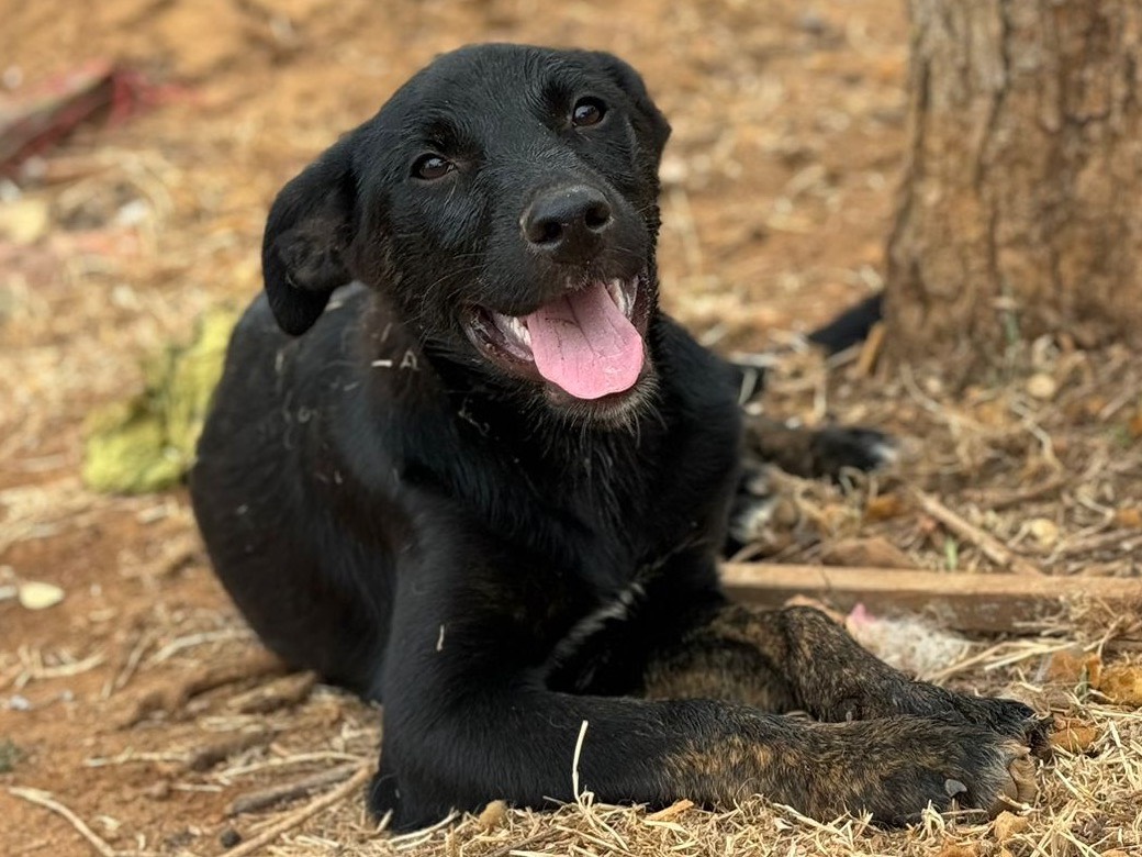 Adotta un cane, taglia grande, femmina, Trapani