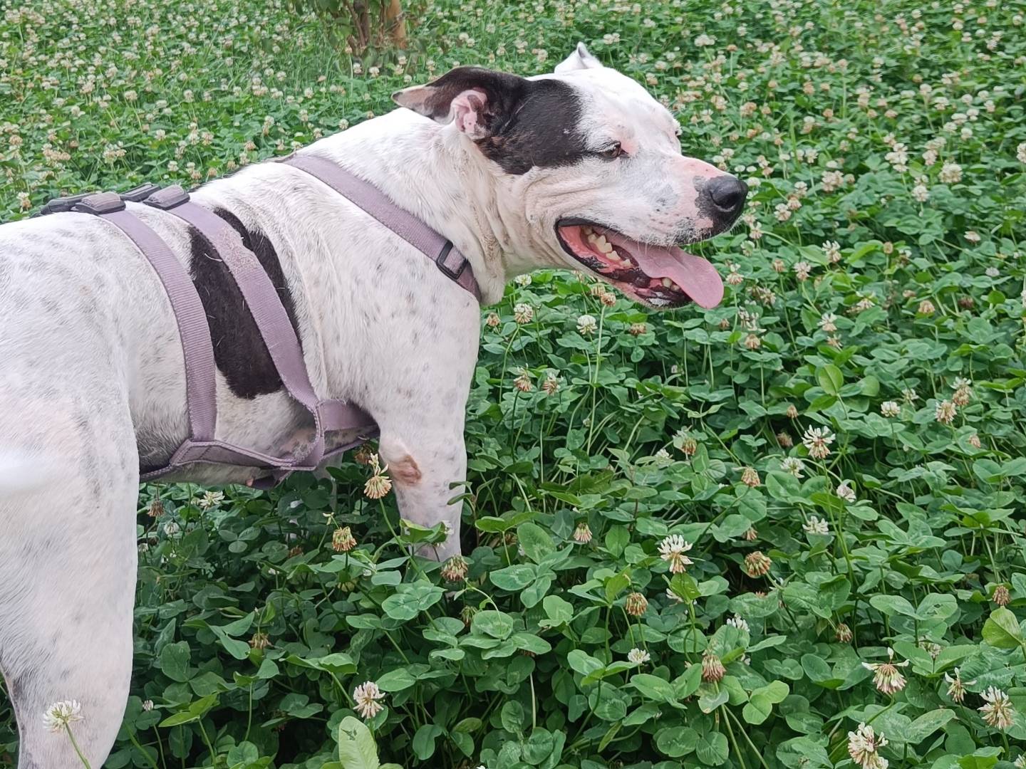 Adotta un cane, taglia media, femmina, Milano