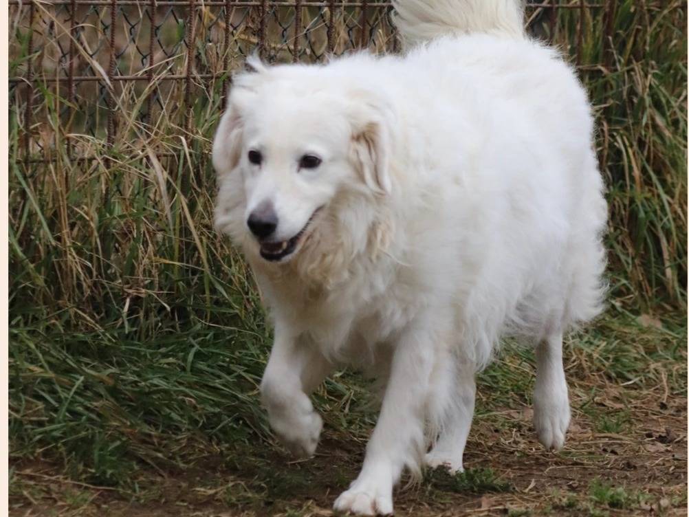 Adotta un cane, femmina, 5 anni  e 3 mesi , Milano