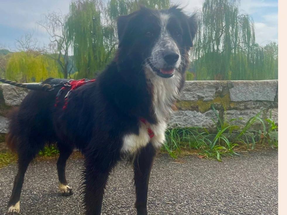 Adotta un cane, femmina, 8 anni  e 9 mesi , Milano