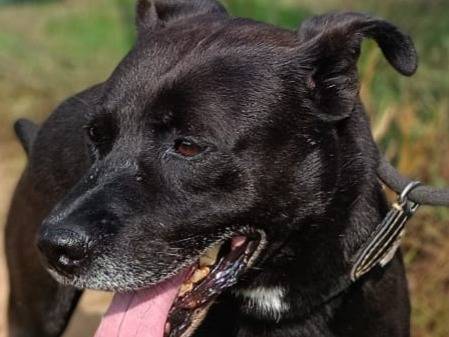 Adotta un cane, maschio, 6 anni  e 9 mesi , Varese