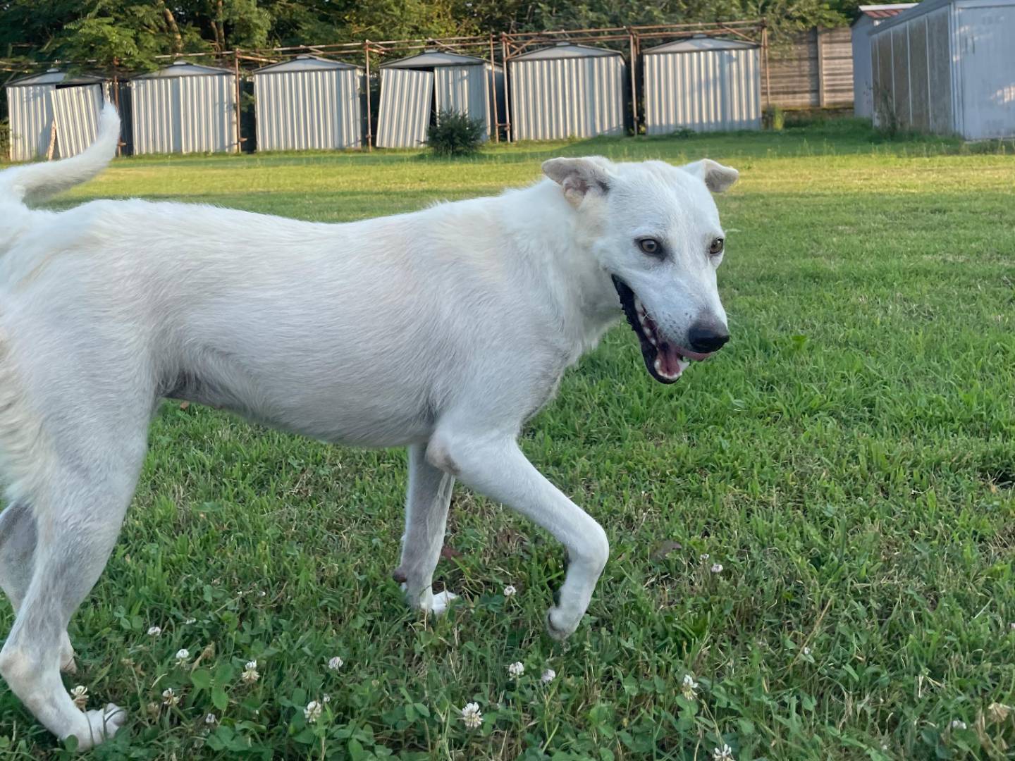 Adotta un cane, femmina, 5 anni  e 1 mese, Milano