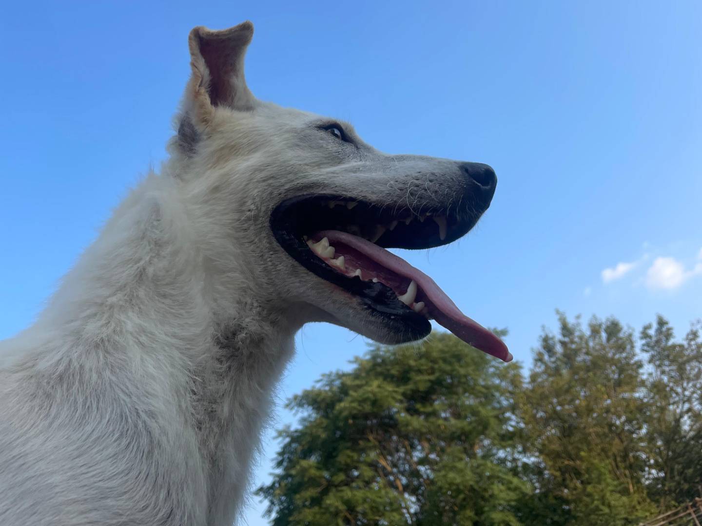 Adotta un cane, taglia media, femmina, Milano