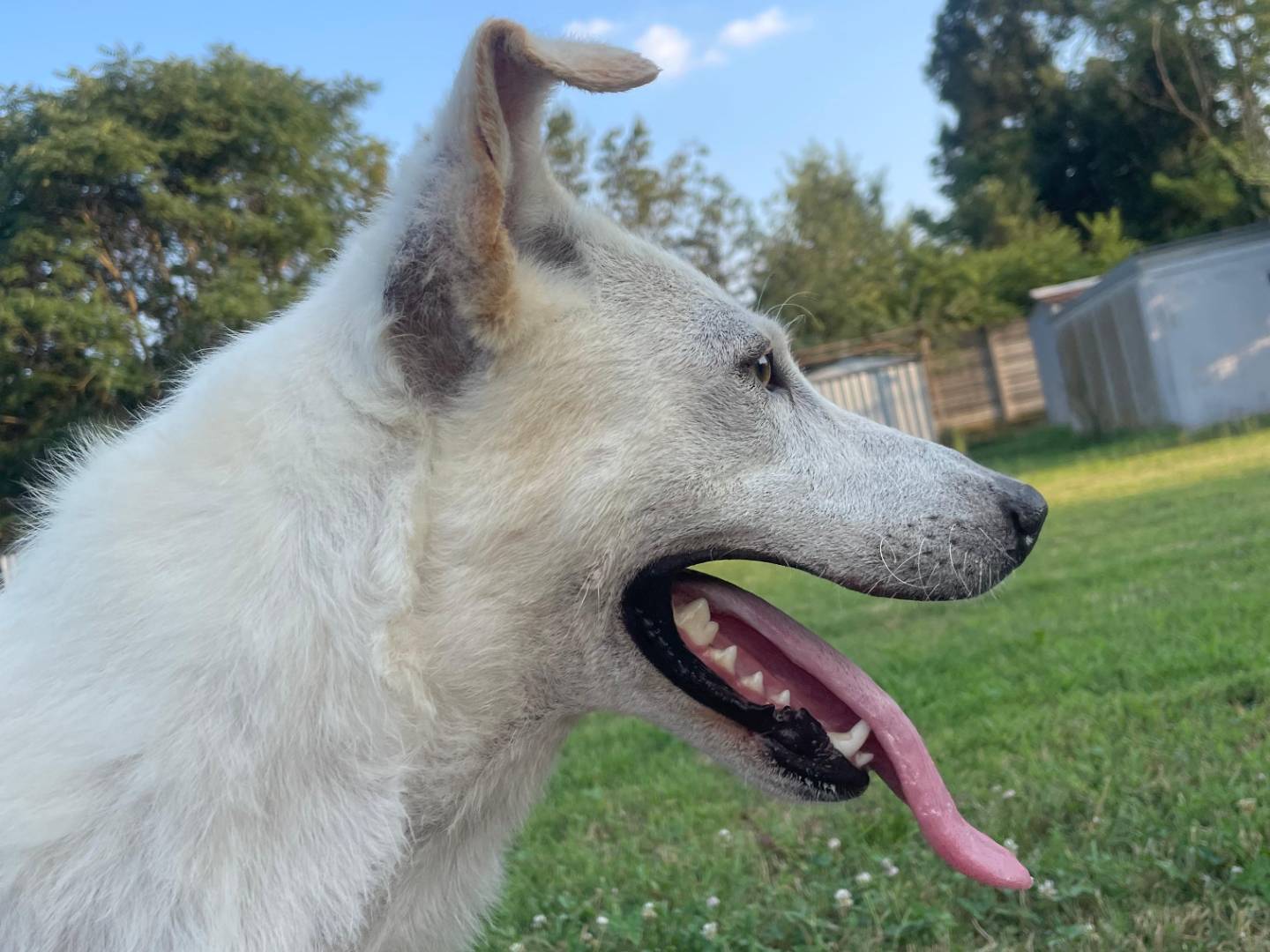 Vuoi adottare un cane a Milano?