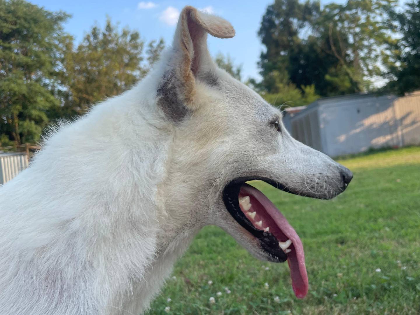 Adotta il cane Marlena  a Milano