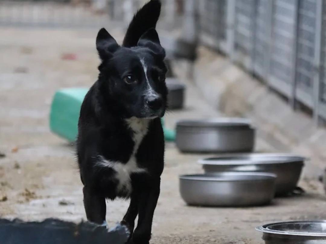 Foto dell'animale