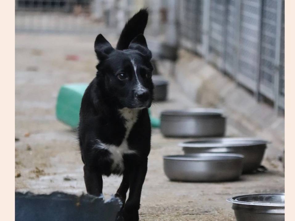 Adotta un cane, maschio, 7 anni  e 4 mesi , Milano