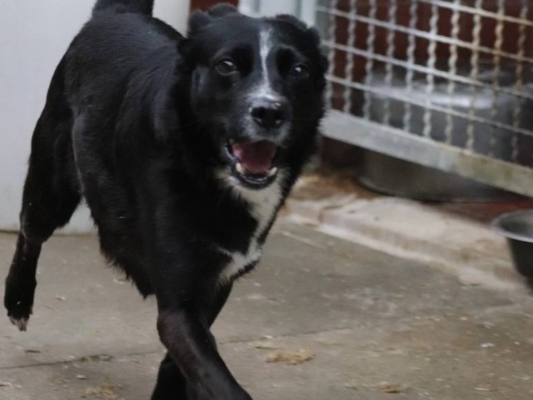 Adotta un cane, taglia media contenuta, maschio, Milano