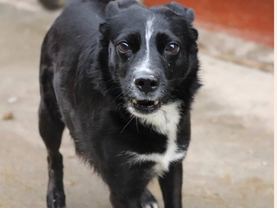 Vuoi adottare un cane a Milano?