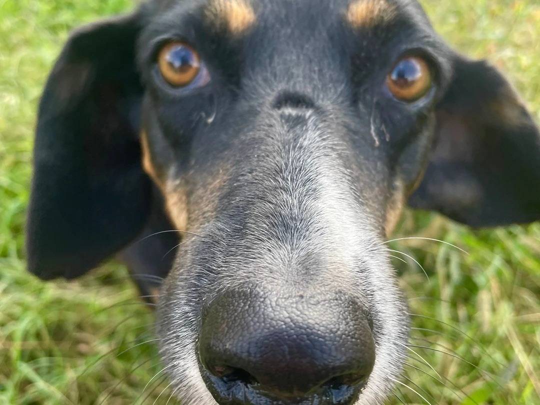 Adozione cane, femmina, meticcio, 11 anni  e 4 mesi , taglia media, Milano