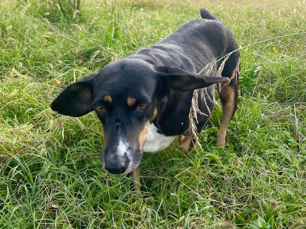 Adotta un cane, femmina, 11 anni  e 4 mesi , Milano