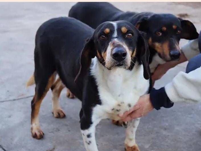 Foto dell'animale