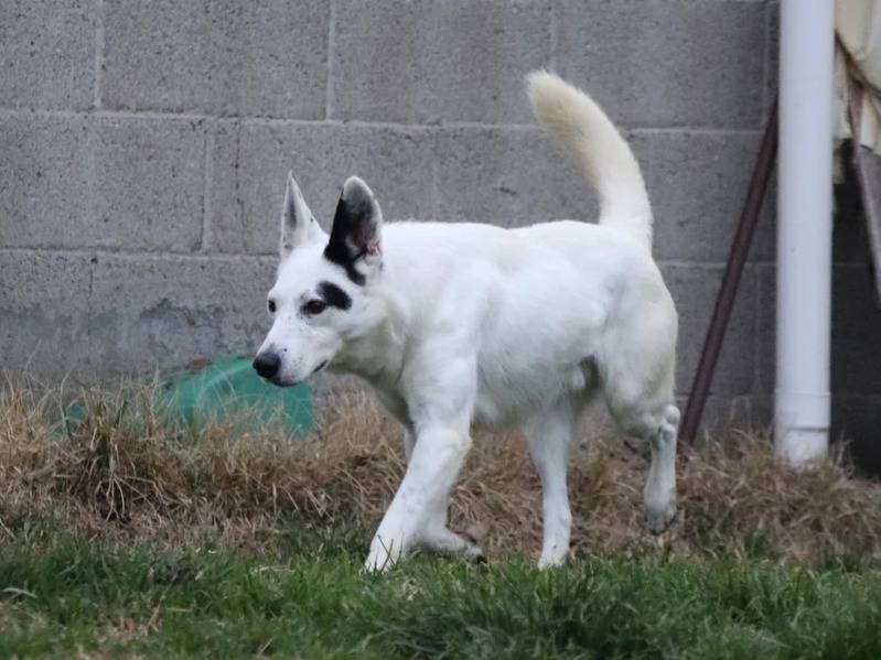 Adotta un cane, maschio, 5 anni  e 7 mesi , Milano