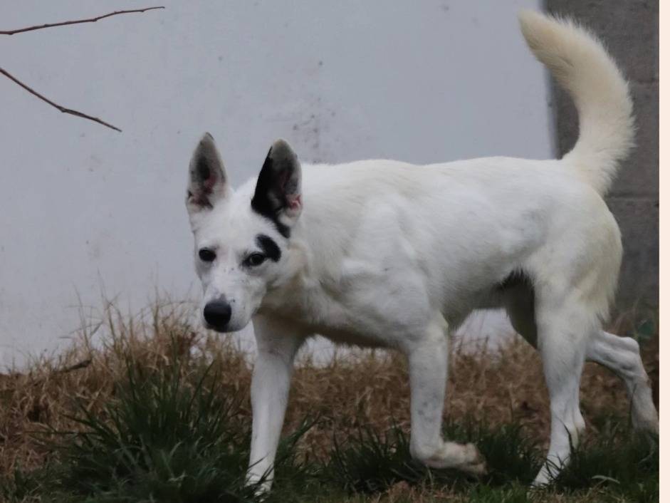 Vuoi adottare un cane a Milano?