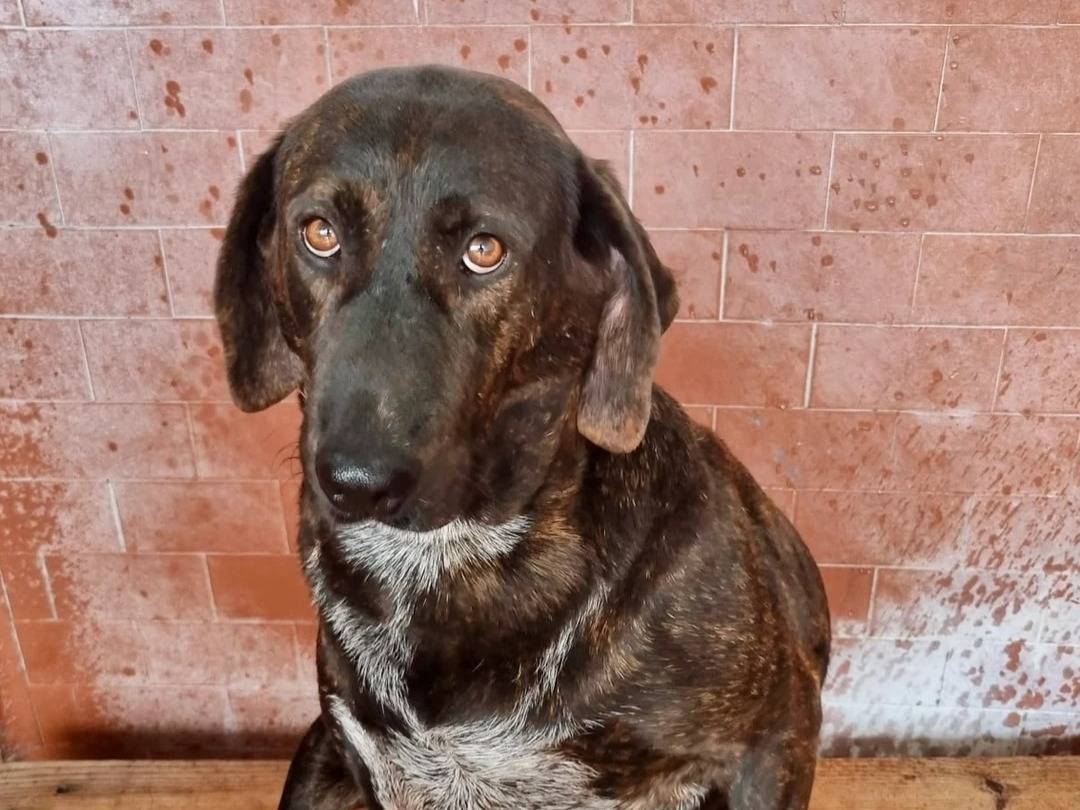 Adotta il cane Napoleone  a Milano