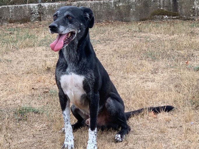 Adotta un cane, maschio, 8 anni  e 9 mesi , Frosinone