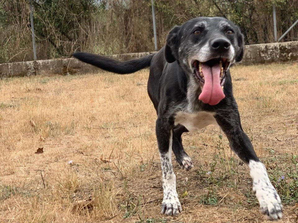 Adotta un cane, taglia media, maschio, Frosinone