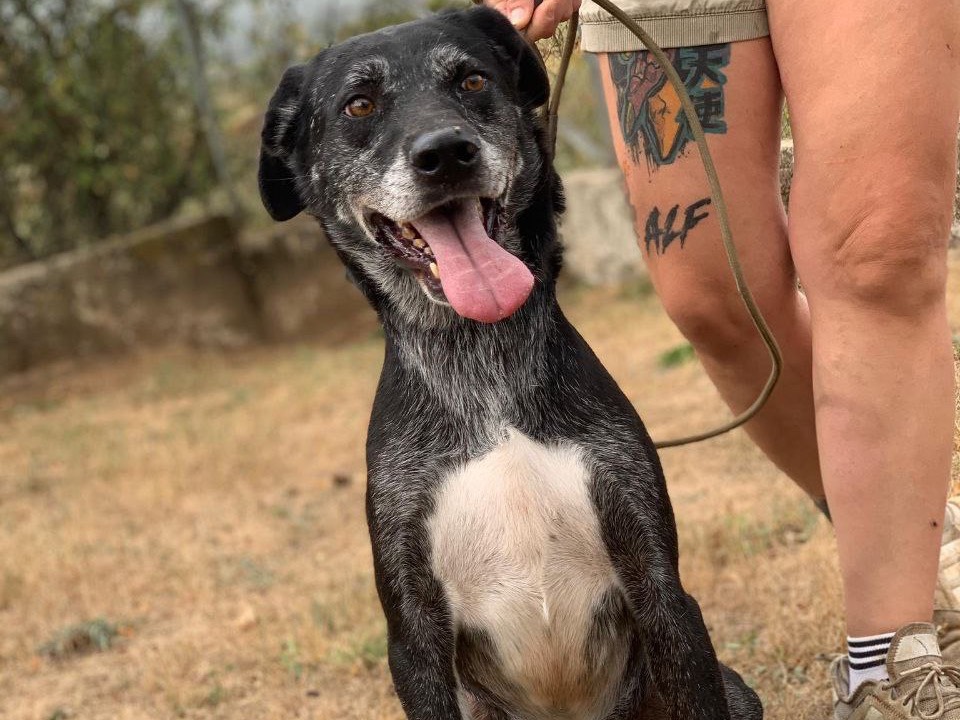 Vuoi adottare un cane a Frosinone?