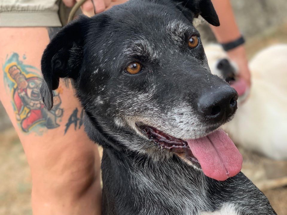 Adotta il cane Zeus a Frosinone