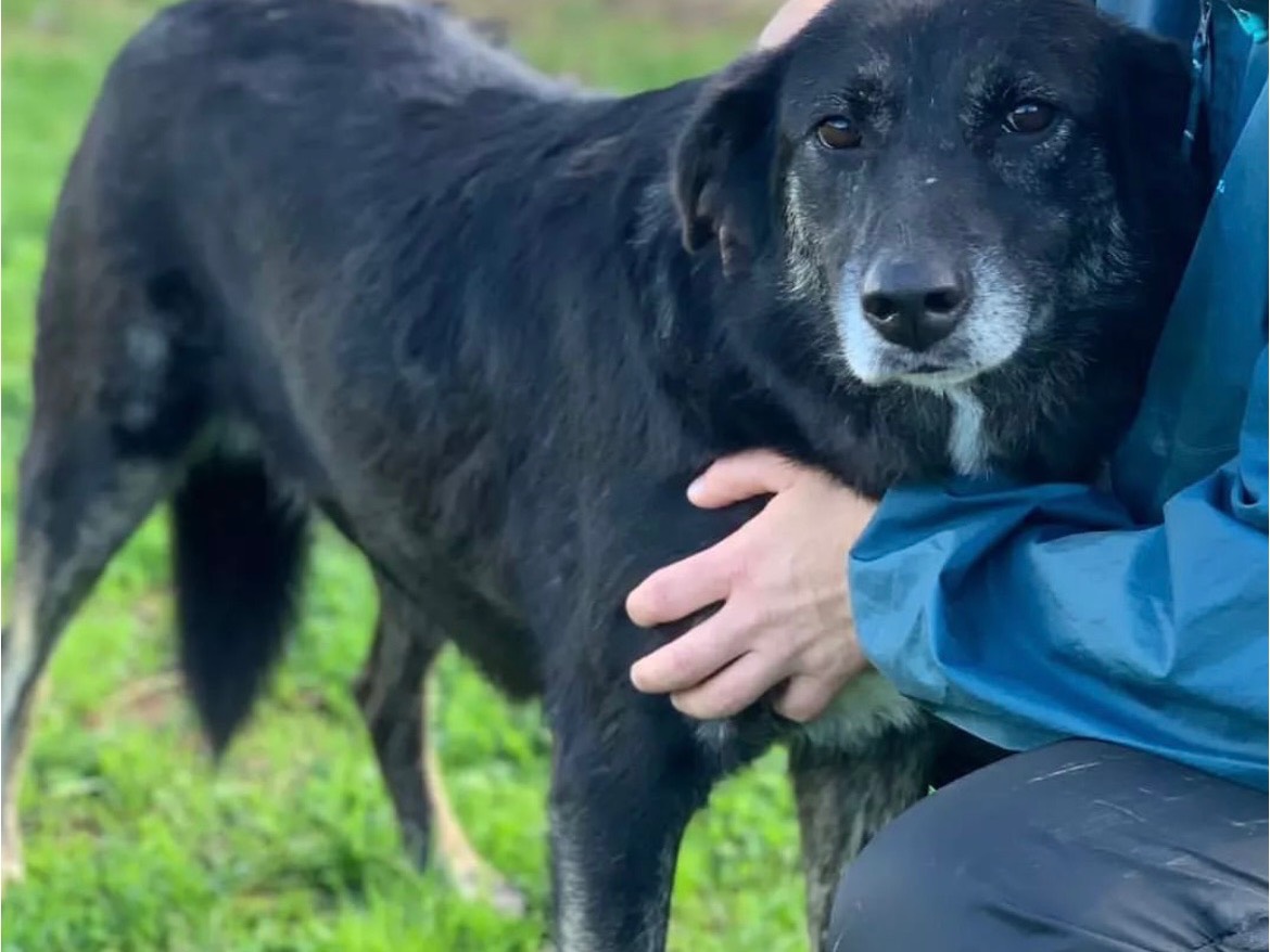 Adotta un cane, femmina, 9 anni  e 1 mese, Frosinone