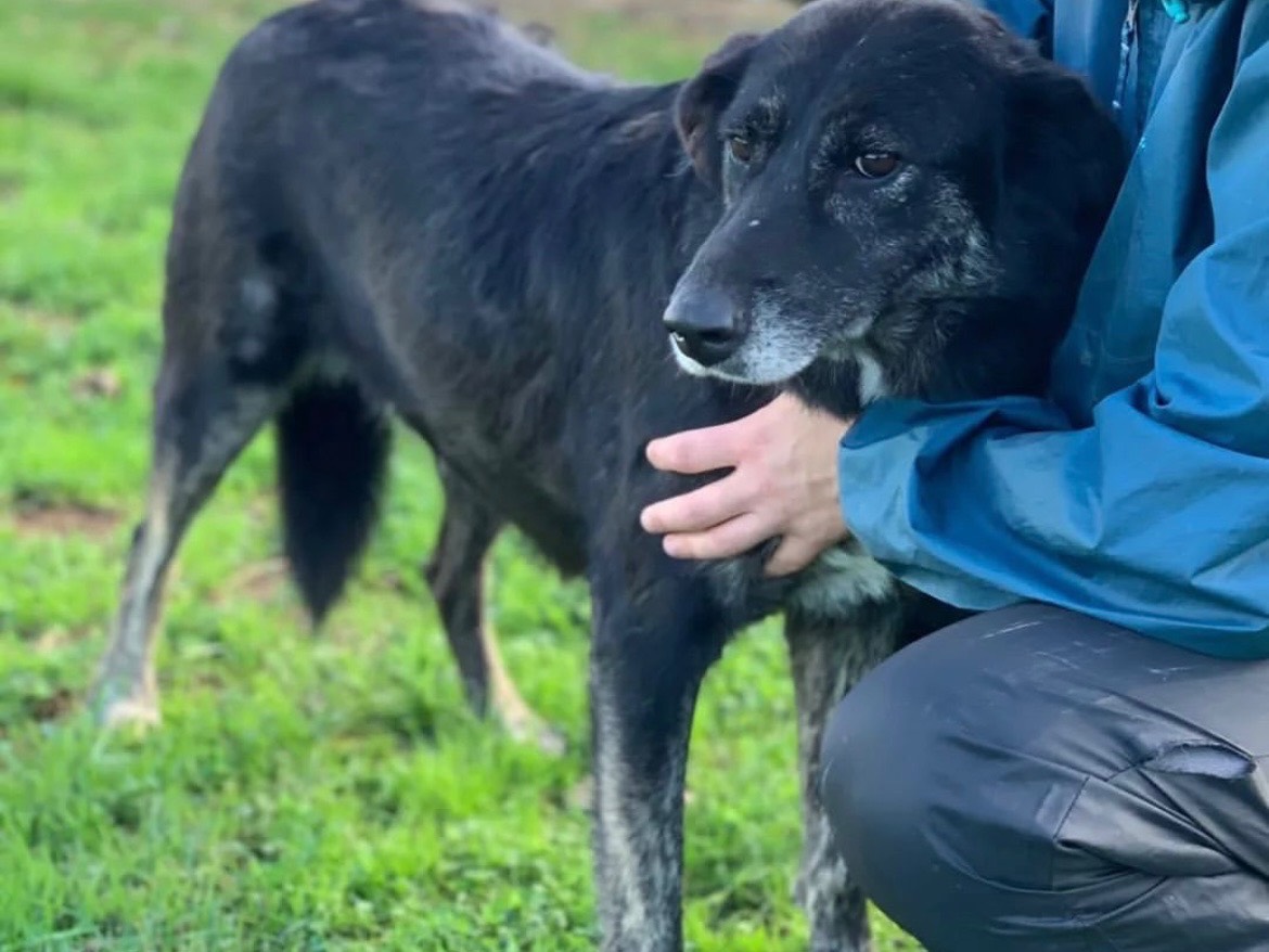 Adotta un cane, taglia grande, femmina, Frosinone