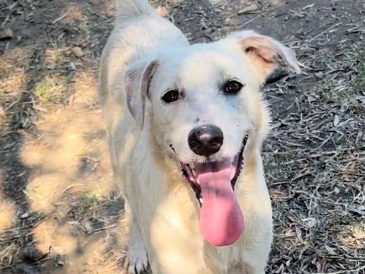Adotta un cane, femmina, 1 anno e 5 mesi , Crotone
