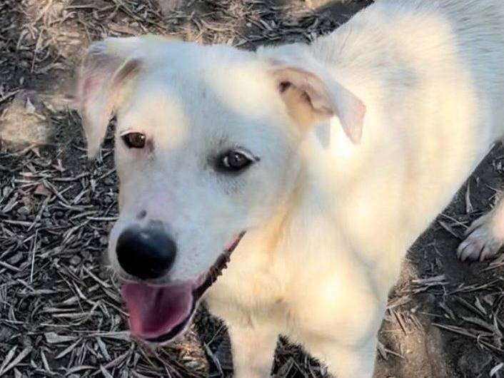 Adotta un cane, taglia media, femmina, Crotone
