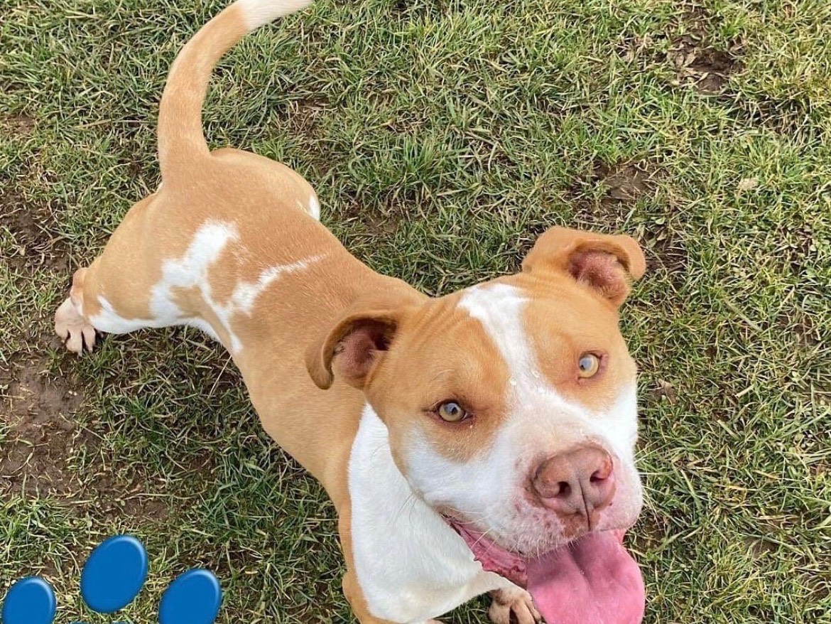Adozione cane, maschio, Pitbull, 5 anni  e 7 mesi , taglia grande, Frosinone