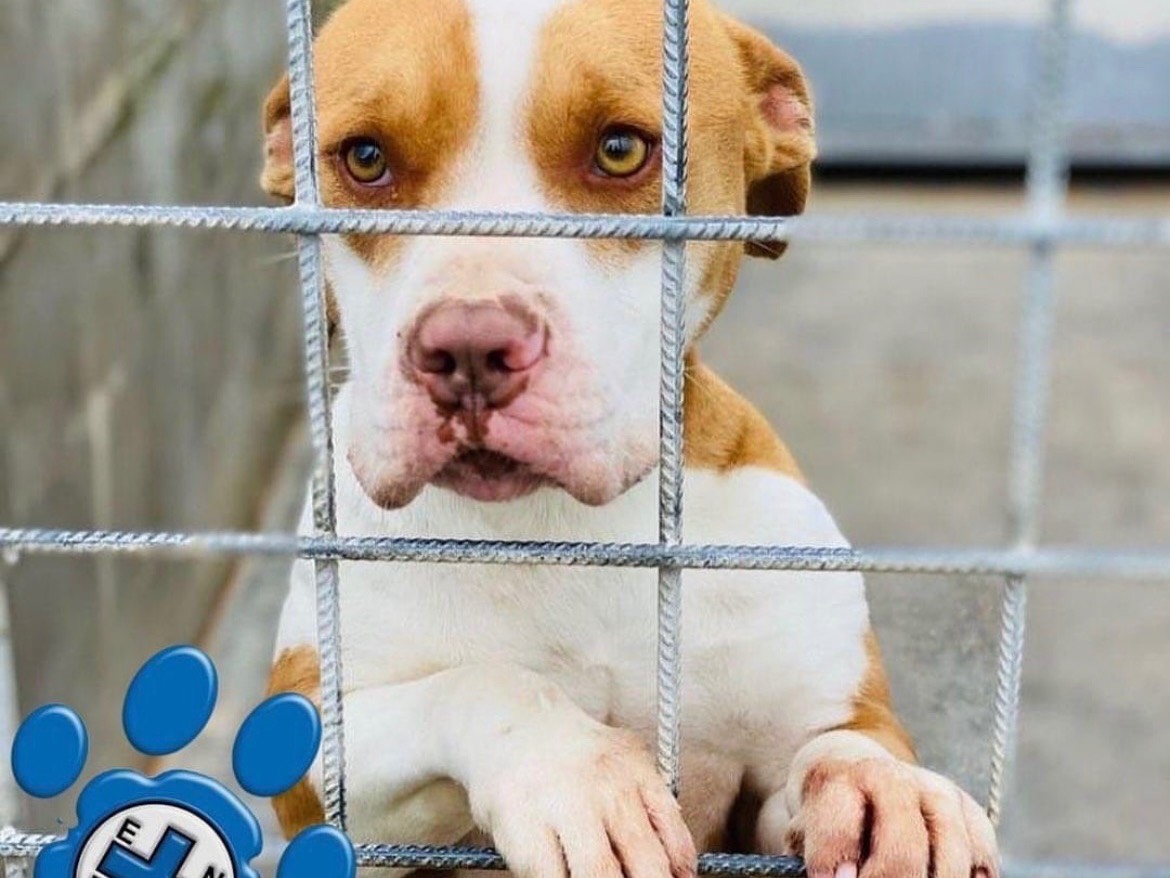 Adotta un cane, maschio, 5 anni  e 7 mesi , Frosinone