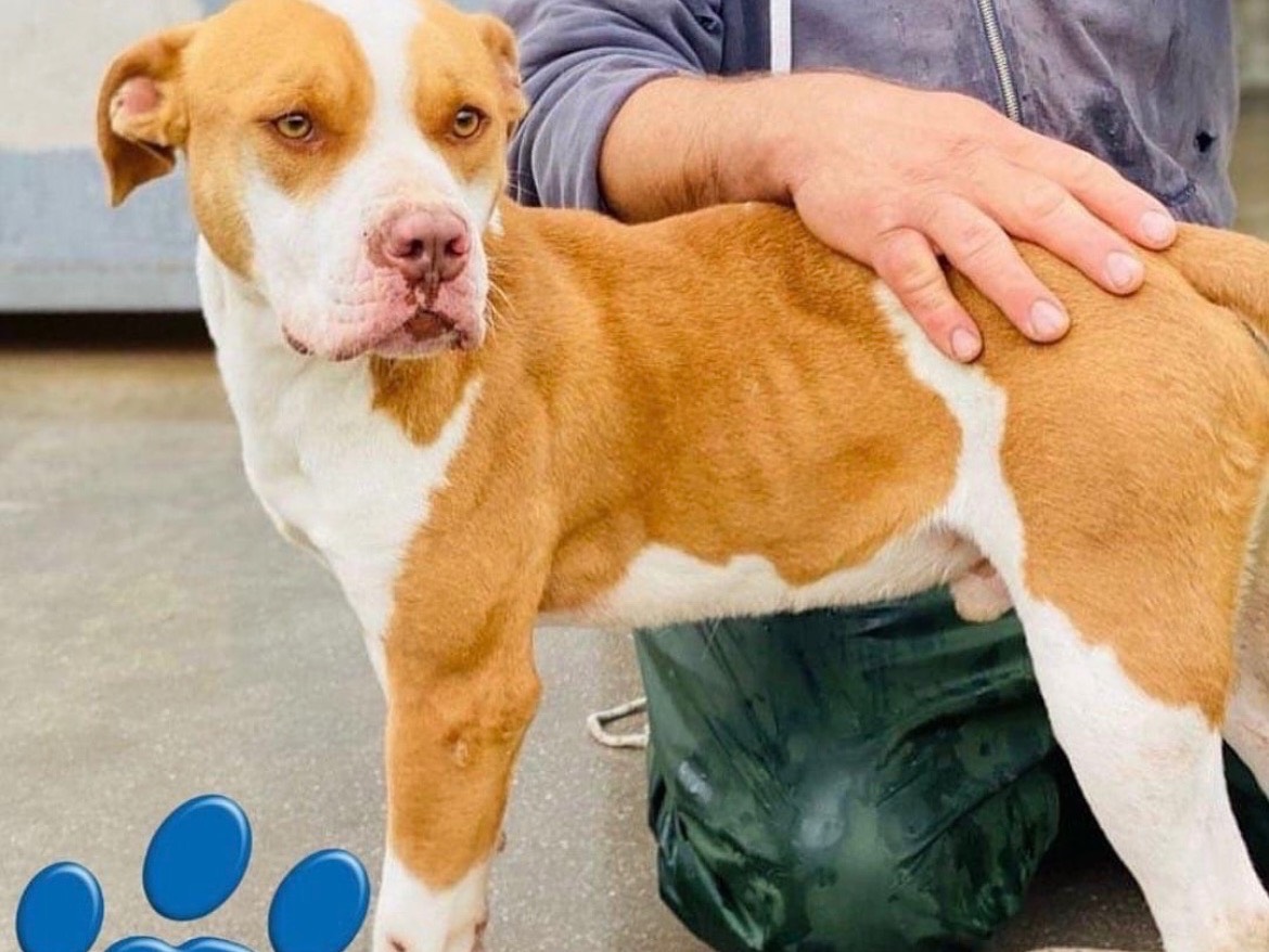 Adotta un cane, taglia grande, maschio, Frosinone