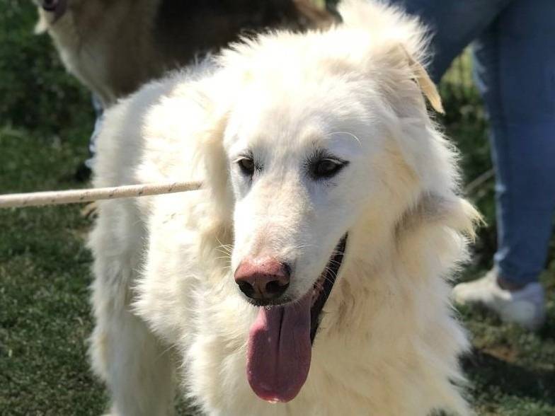Adozione cane, maschio, Pastore maremmano Pastore maremmano, 4 anni  e 8 mesi , taglia gigante, Latina