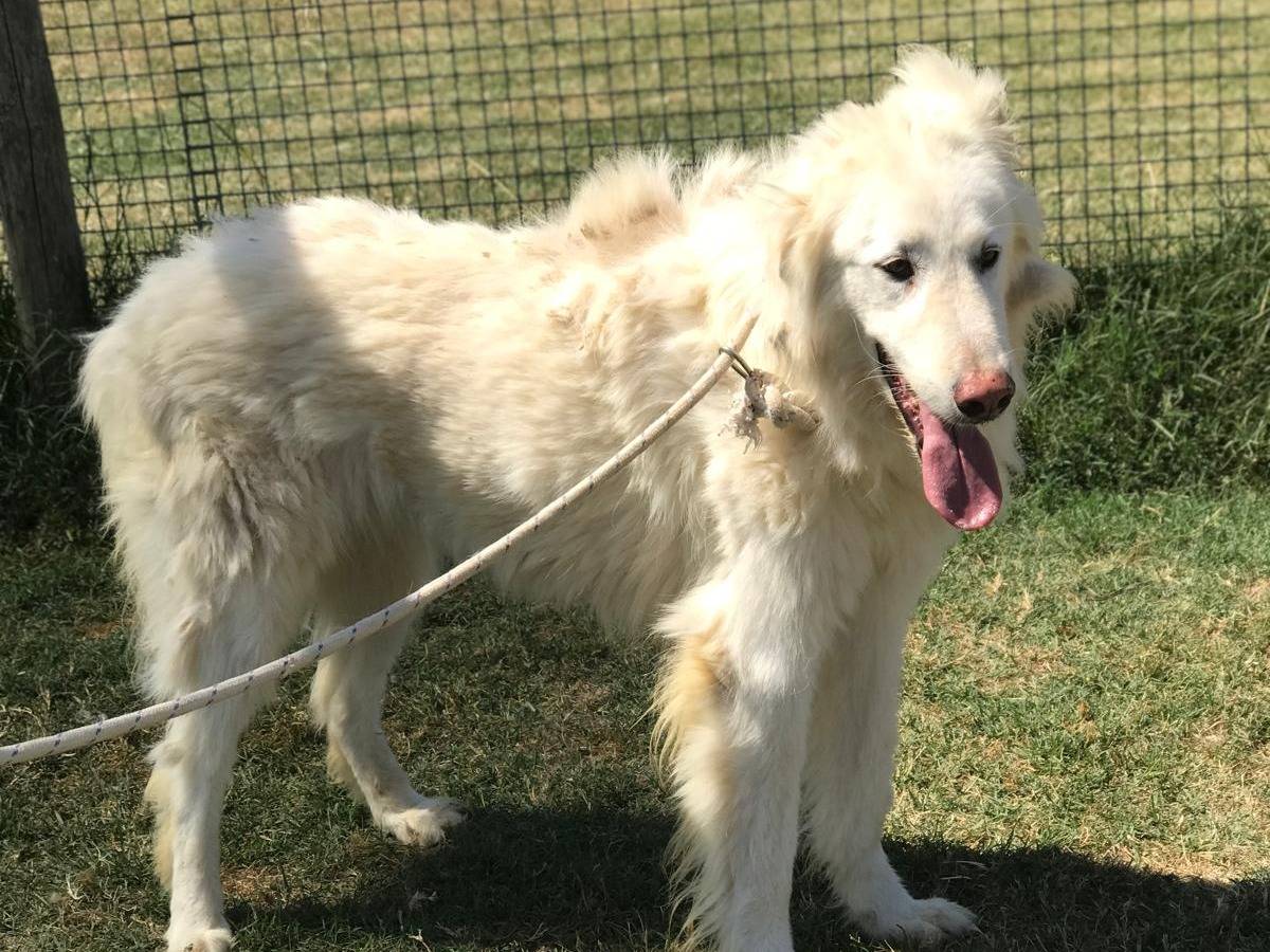 Adotta un cane, maschio, 4 anni  e 8 mesi , Latina
