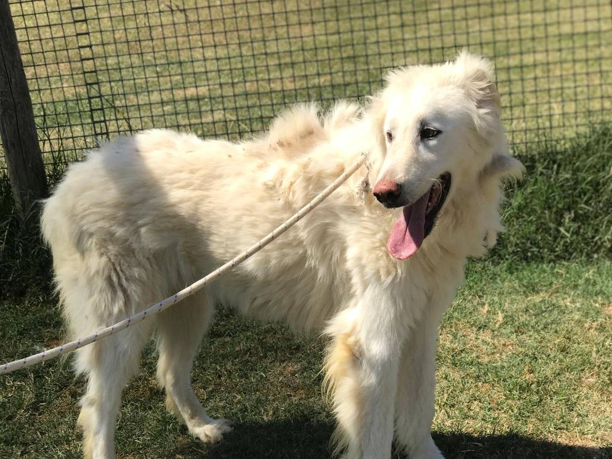 Adotta il cane ULL a Latina