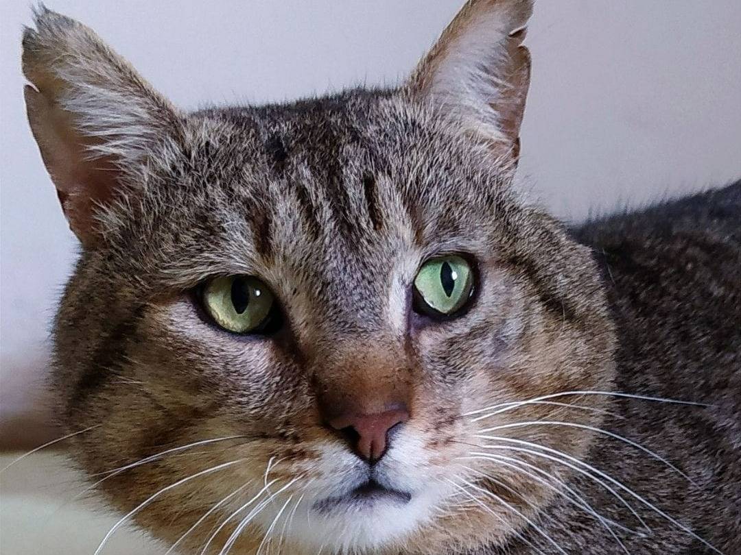 Foto dell'animale