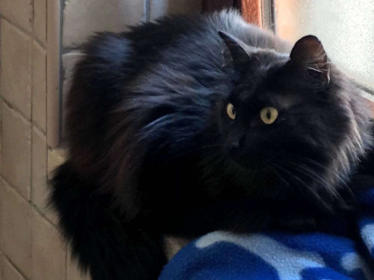 Adotta un gatto, maschio, 2 anni  e 10 mesi , Bari