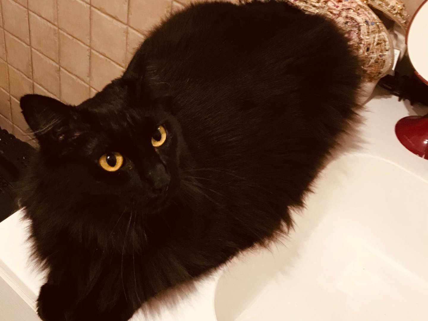 Vuoi adottare un gatto a Bari?