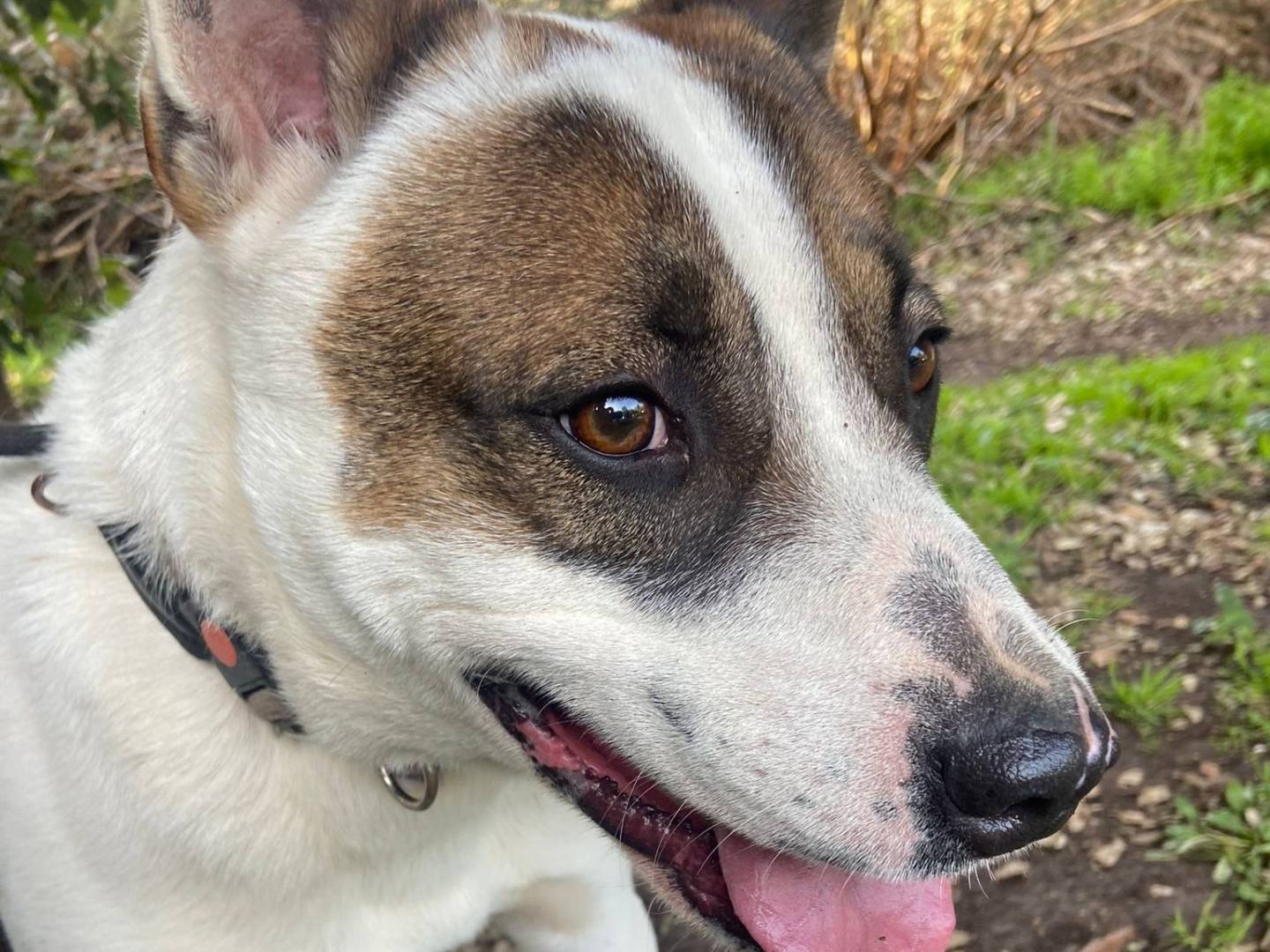 Adotta un cane, maschio, 5 anni , Roma