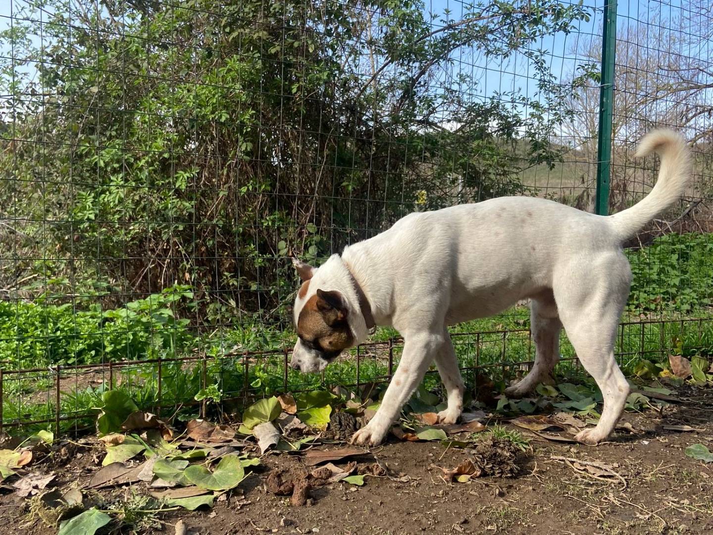 Vuoi adottare un cane a Roma?